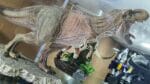 Prime 1 Studio Jurassic World: Fallen Kingdom Tyrannosaurus Rex 1/38 Scale Statue PCFJW-01 photo review