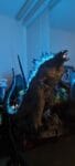 Prime 1 Studio Godzilla vs. Kong Gigantic Masterline Godzilla (Heat Ray) Statue GMGVK-02 photo review