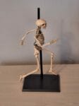 Coomodel The Human Skeleton (Diecast Alloy) 1/6 Scale Figure BS011 photo review