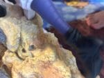 Hunter Fan Studio Hunter X Hunter Chrollo Lucilfer VS Hisoka Morow Purple Ver. 1/6 GK Statue photo review